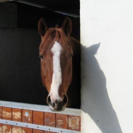 Cheval